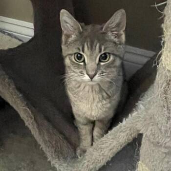 Summer -  Domestic Short Hair Cat for Adoption in Jessup, Maryland - Summer | PetCurious