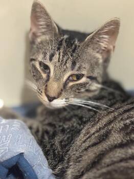 Feta -  Domestic Short Hair Cat for Adoption in Lake Grove, New York - Feta | PetCurious