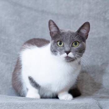 Cookie -  Domestic Short Hair Cat for Adoption in Sunnyvale, California - Cookie | PetCurious