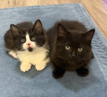 Domestic Long Hair and Domestic Short Hair Cats Available for Adoption in Fort Worth, Texas - Gus | PetCurious