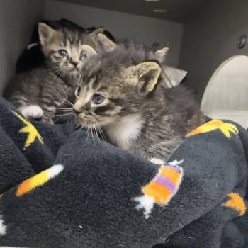 Sweetness -  Domestic Short Hair Cat for Adoption in Montgomery, Alabama - Sweetness | PetCurious