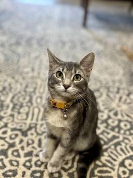 Andromada -  Domestic Short Hair Cat for Adoption in Fort Worth, Texas - Andromada | PetCurious