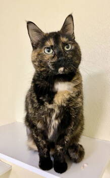 Rescue Domestic Short Hair and Tortoiseshell Cats for Adoption in Fargo, North Dakota - Tawny | PetCurious