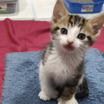 Parker -  Domestic Short Hair Cat for Adoption in Elyria, Ohio - Parker | PetCurious