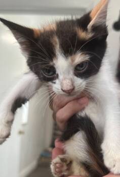 Rescue Domestic Short Hair Cats for Adoption in Labelle, Florida - Rookie | PetCurious