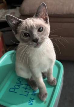 Caterpie -  Domestic Short Hair Cat for Adoption in West Mifflin, Pennsylvania - Caterpie | PetCurious