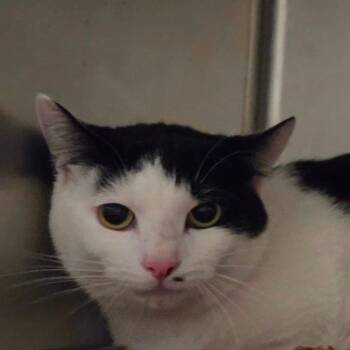 Cannoli -  Domestic Short Hair Cat for Adoption in Kennebunk, Maine - Cannoli | PetCurious