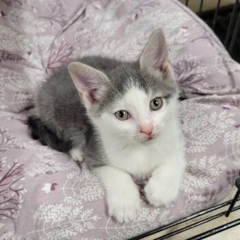 Bowie -  Domestic Short Hair Cat Available for Adoption in Pennsville Township, New Jersey - Bowie | PetCurious