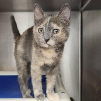 Lilypad -  Domestic Short Hair Cat for Adoption in Fort Wayne, Indiana - Lilypad | PetCurious