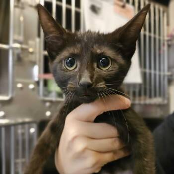 Sofrito -  Domestic Short Hair Cat for Adoption in Chicago, Illinois - Sofrito | PetCurious