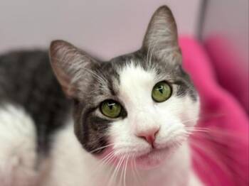 Pepper -  Domestic Short Hair Cat for Adoption in Portland, Oregon - Pepper | PetCurious