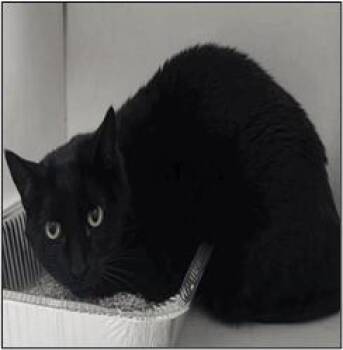 Domestic Short Hair Cats Available for Adoption in Albuquerque, New Mexico - FAWN | PetCurious