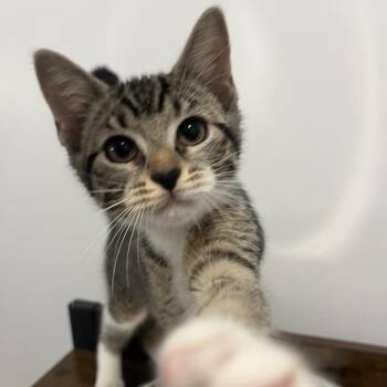 Cheese -  Domestic Short Hair Cat for Adoption - Cheese | PetCurious
