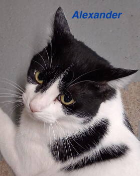 Rescue Domestic Short Hair Cats for Adoption in Naugatuck, Connecticut - Alexander | PetCurious