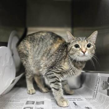 Egypt -  Domestic Short Hair Cat for Adoption in Madison, Wisconsin - Egypt | PetCurious