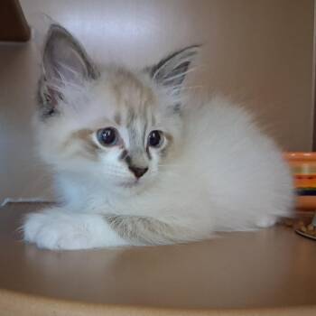 Marshmallow -  Domestic Long Hair Cat for Adoption in Middlebury, Vermont - Marshmallow | PetCurious