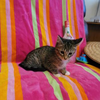 Tequila Sunrise -  Domestic Medium Hair Cat for Adoption in La Grange, Kentucky - Tequila Sunrise | PetCurious