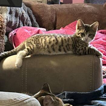 Ham Sammie -  Domestic Short Hair Cat for Adoption in York, Pennsylvania - Ham Sammie | PetCurious