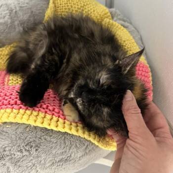 Domestic Long Hair Cats Available for Adoption in Oneonta, New York - Coco | PetCurious