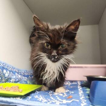 Domestic Long Hair Cats Available for Adoption in Kingman, Arizona - Ocean | PetCurious