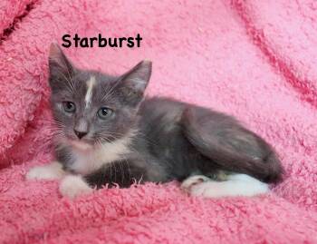 Starburst -  Dilute Calico Cat for Adoption in St. Augustine, Florida - Starburst | PetCurious