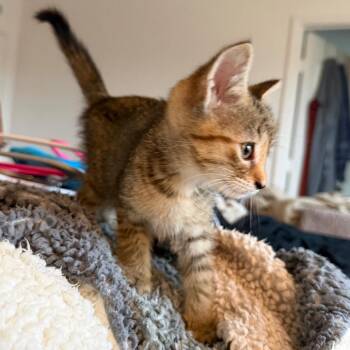 Janet Jackson -  Domestic Short Hair Cat for Adoption in Gainesville, Florida - Janet Jackson | PetCurious