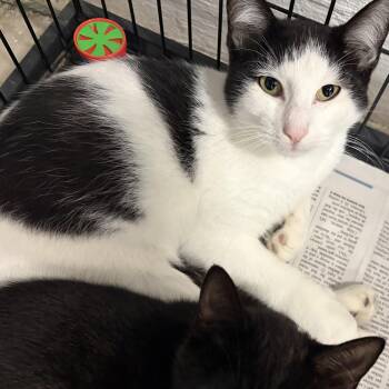 Nemo -  Domestic Short Hair Cat for Adoption in Mansfield, Connecticut - Nemo | PetCurious