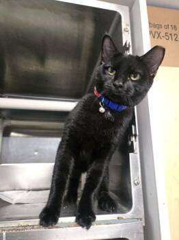 Taganauk -  Domestic Short Hair Cat for Adoption in Wheaton, Illinois - Taganauk | PetCurious