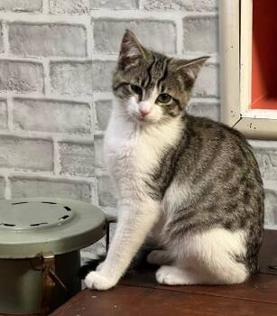 Tabby Cats Available for Adoption - Birch | PetCurious