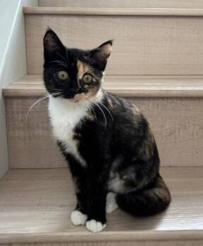 Pinkie -  Domestic Short Hair Cat for Adoption in Mokena, Illinois - Pinkie | PetCurious