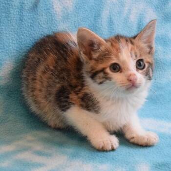 Marina 52721 -  Domestic Short Hair Cat for Adoption in Eureka, California - Marina 52721 | PetCurious