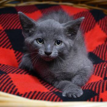 Ambrosia -  Domestic Short Hair Cat for Adoption in Beaumont, Texas - Ambrosia | PetCurious