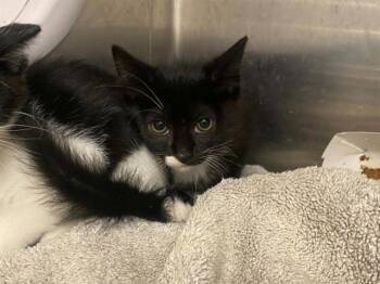 GRAZIA -  Domestic Short Hair Cat for Adoption in Tustin, California - GRAZIA | PetCurious