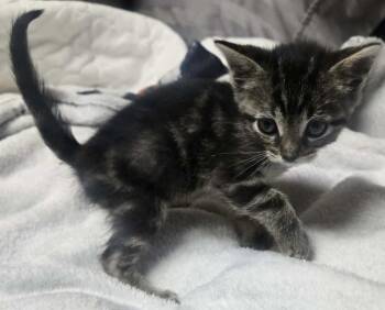 Peanut Butter -  Domestic Short Hair and Tabby Cat for Adoption in Fremont, Nebraska - Peanut Butter | PetCurious
