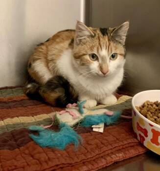 Rescue Calico Cats for Adoption in Thayne, Wyoming - Olive | PetCurious