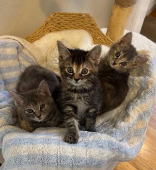 Tortoiseshell Cats Available for Adoption in Walnut Creek, California - Matcha | PetCurious