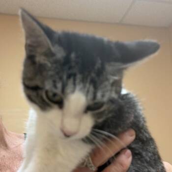 FWT Sofie -  Domestic Short Hair Cat for Adoption in Midland, Texas - FWT Sofie | PetCurious