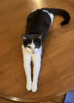 Rescue Domestic Short Hair Cats for Adoption in Sainte-angèle-de-monnoir, Quebec - Paprika (FA/FF) | PetCurious