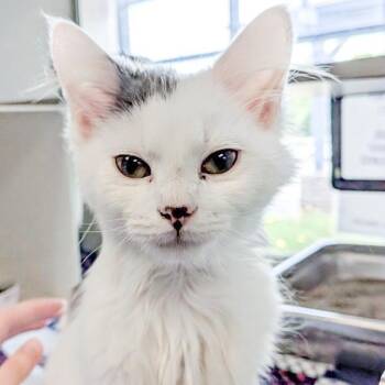 Noodles -  Domestic Short Hair Cat for Adoption in Des Moines, Iowa - Noodles | PetCurious
