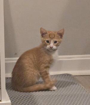 Seth Meyers -  Domestic Short Hair Cat for Adoption in Parkville, Maryland - Seth Meyers | PetCurious