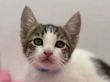 Spades -  Domestic Short Hair Cat for Adoption in Portland, Oregon - Spades | PetCurious