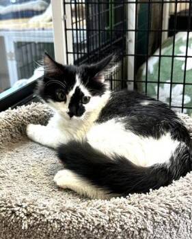Kitten Indy -  Domestic Medium Hair Cat for Adoption in Seal Beach, California - Kitten Indy | PetCurious