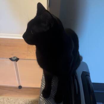 Luci - Home to Home -  American Shorthair Cat for Adoption in South Elgin, Illinois - Luci - Home To Home | PetCurious