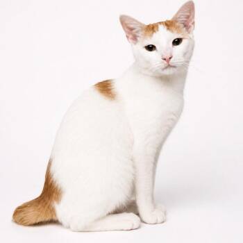 Charlie -  Domestic Short Hair Cat for Adoption in Boston, Massachusetts - Charlie | PetCurious