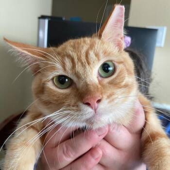 Domestic Short Hair Cats Available for Adoption in Prosper, Texas - Barry C007561 | PetCurious