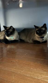 Lily & Jasmine - Bonded Purebred Siamese Sisters -  Siamese Cat for Adoption in Tuscaloosa, Alabama - Lily & Jasmine - Bonded Purebred Siamese Sisters | PetCurious