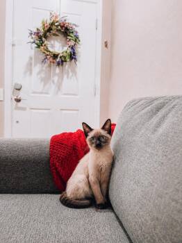 King Julian -  Siamese Cat for Adoption in Goodyear, Arizona - King Julian | PetCurious