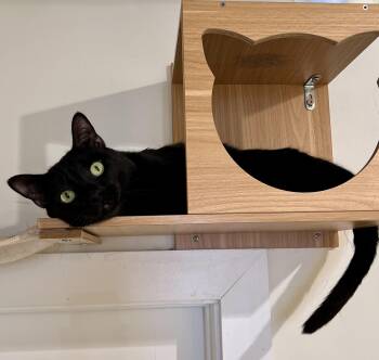 Aslan -  Domestic Short Hair Cat for Adoption in North Haven, Connecticut - Aslan | PetCurious