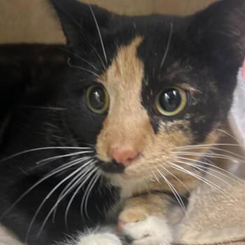 Domestic Short Hair Cats Available for Adoption - Susanna | PetCurious