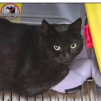 Millie -  Domestic Short Hair Cat for Adoption - Millie | PetCurious